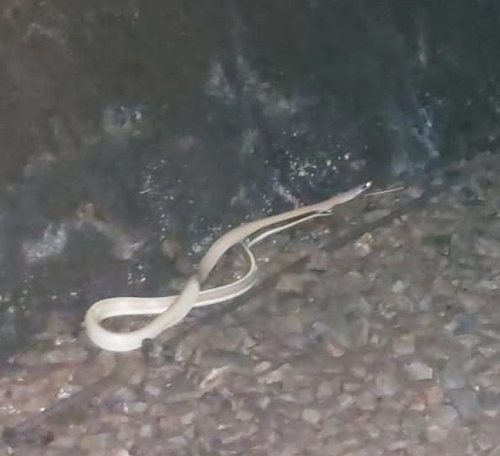 Beauty Ratsnake