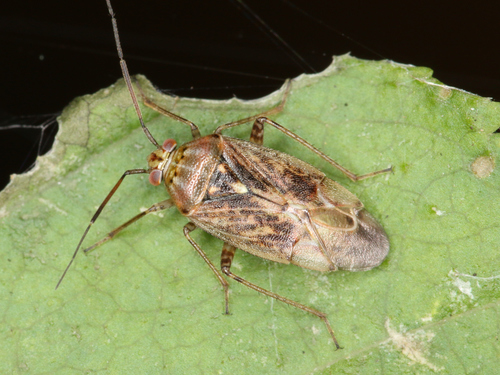 European Tarnished Plant Bug