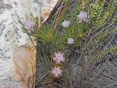 Serruria nervosa