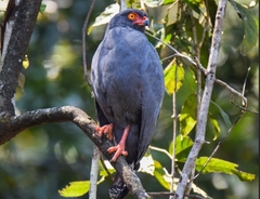 Buteogallus schistaceus