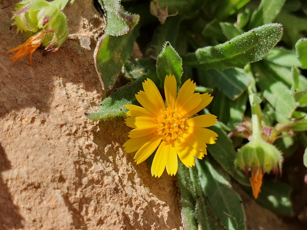 Calendula tripterocarpa (Calendula tripterocarpa)