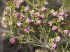 Erica similis