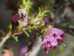 Erica similis