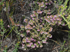 Erica similis