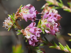 Erica similis