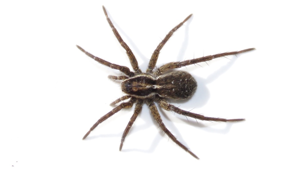 Little Banded Wolf Spider