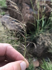 Aristida diffusa