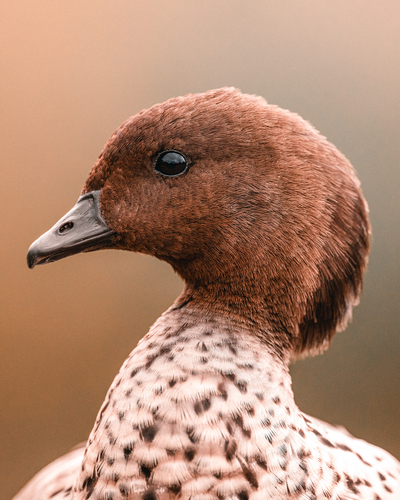 Canard à crinière