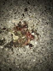 Bufotes viridis balearicus