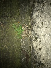 Bufotes viridis balearicus