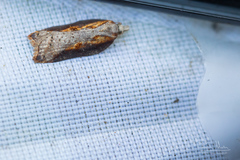 Acleris cristana