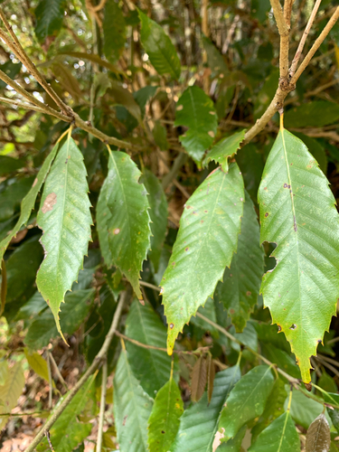Alishan Oak (Quercus stenophylloides)