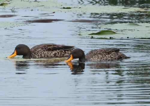 iNaturalist: (c) Corné Rautenbach, some rights reserved (CC BY-NC), uploaded by Corné Rautenbach iNaturalist image