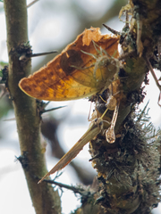 Charaxes varanes vologeses