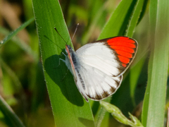 Colotis danae eupompe