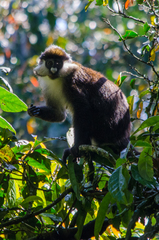 Cercopithecus ascanius schmidti