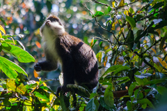 Cercopithecus ascanius schmidti