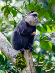 Cercopithecus mitis stuhlmanni