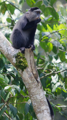 Cercopithecus mitis stuhlmanni