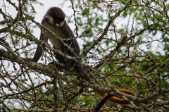 Cercopithecus ascanius schmidti