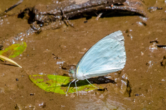 Nepheronia thalassina