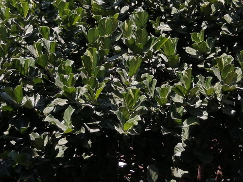 Ficus lyrata