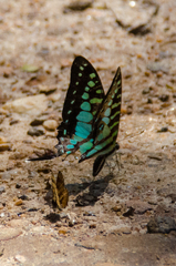 Graphium policenes
