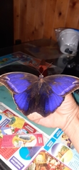 Eryphanis