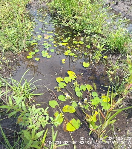 Guyanese arrowhead (Sagittaria guayanensis)