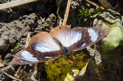 Hypolimnas anthedon anthedon