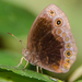 Small Black Bush Brown - Photo (c) William Stephens, some rights reserved (CC BY), uploaded by William Stephens