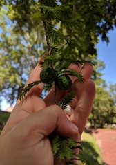 Taxodium distichum