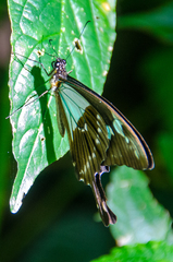 Papilio phorcas congoanus