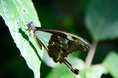 Papilio phorcas congoanus