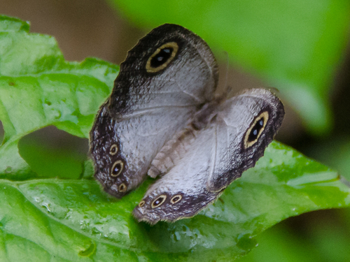 Silver Ringlet