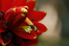 author not stated, no rights reserved Musa coccinea, photograph author not stated, no rights reserved