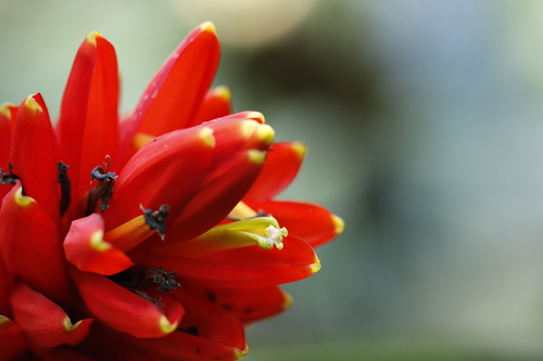 Musa coccinea, photograph 6