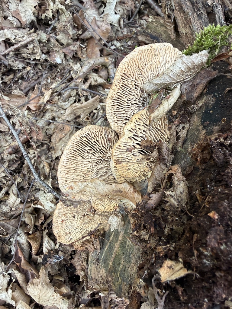 Fomitopsis quercina · April 2026 · photo: © cjoynson (iNaturalist, cc0)
