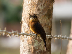 Brachygalba lugubris