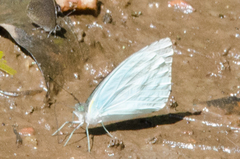 Nepheronia thalassina