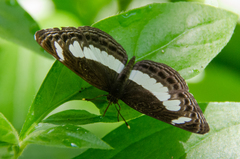 Neptis nemetes