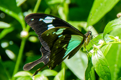 Papilio phorcas congoanus
