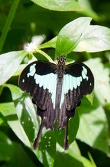 Papilio phorcas congoanus