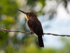 Brachygalba lugubris