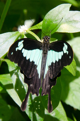 Papilio phorcas congoanus