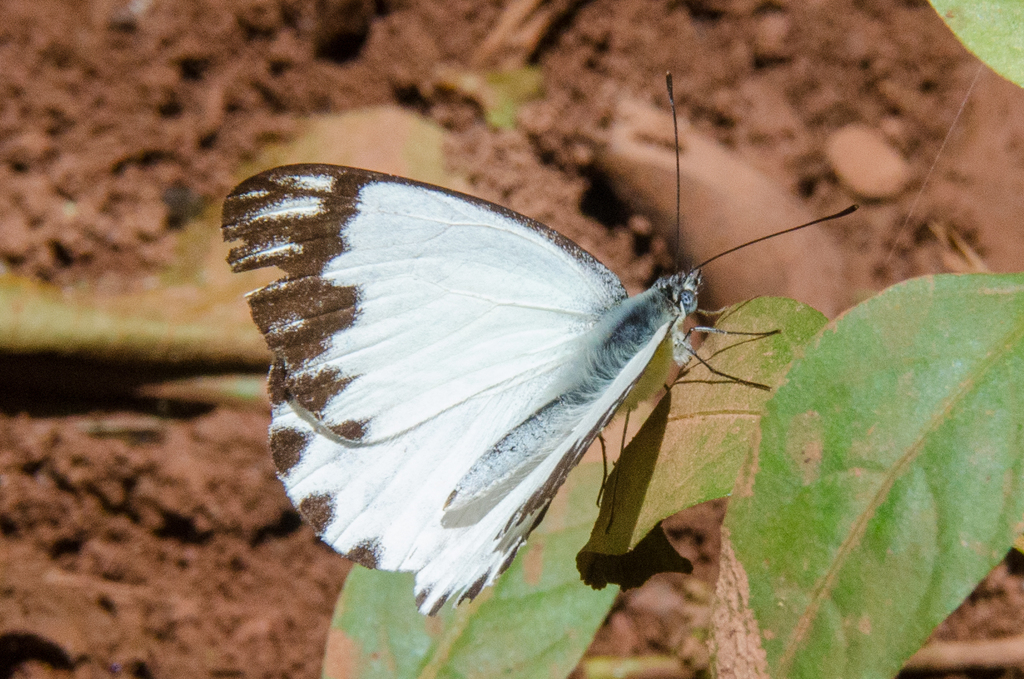 Forest Caper White