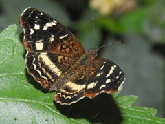 Anthanassa argentea