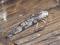 Palparini