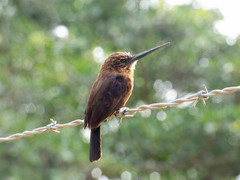 Brachygalba lugubris