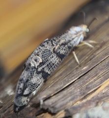 Palparini